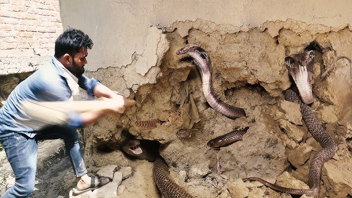 अखंडनगर में एक साथ घर में मिले 10 जहरीले सांप, लोगों के बीच मचा कौतूहल, फिर  क्या...😱10 Snake Rescue - YouTube