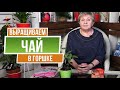 Выращиваем чай дома  🍃 Как посадить вкусный чай ?