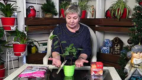 Выращиваем чай дома  🍃 Как посадить вкусный чай ?