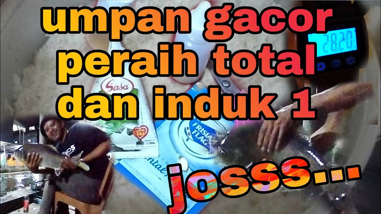 bukti racikan umpan nasi bejek / tablak untuk 'galatama bawal'