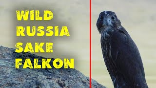 FALCON - BALOBAN, ruler of the sky. One of the fastest predators on Earth. [Siberia] Russia