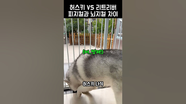 피지컬 vs 뇌지컬? 허스키와 리트리버의 간식 먹는 방법