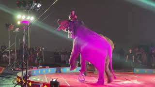 Elephant show @ Loomis Bros Circus | The Belle Sisters