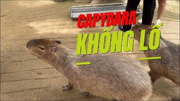 Teaser Capybara khổng lồ tại Zoodoo Đà Lạt #capybara #animals #mesy