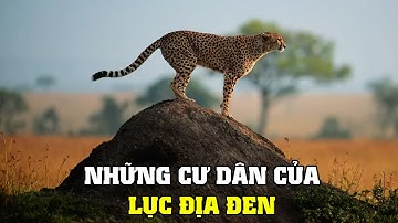 Những Cư Dân Của Châu Phi [REPLAY] | Khám Phá Thế Giới Động Vật Hoang Dã
