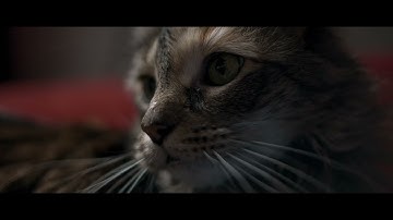 HLG DNxHR rec 2020 st2084