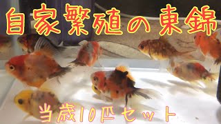 【ヤフオクの金魚】どこかの誰かが自家繁殖させた、かわいい東錦の当歳魚10匹セット