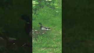 #Enten #natur
