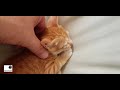 تكيف بارد للقط الصغير قووود 3 a baby cat goood