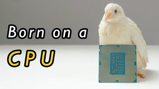 Chick That Was Hatched By A CPU by Petit World 253 views 1 year ago 3 minutes, 33 seconds