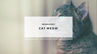Cat Meow Sound Effects (LOOP)