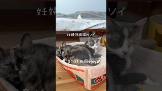 妊婦保護猫のソイ🤎産後１０１日目vlog｜心配だったシナモンもいつも通り🫶えらい🥺みんなで過ごす穏やかな一日🐈　#保護猫 #妊娠猫 #cat #子猫 #子猫の成長記録 #rescuecat