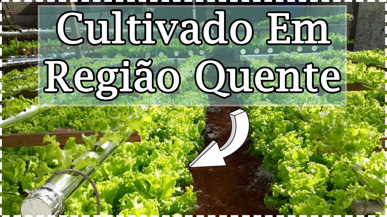 Produtor desenvolve técnica p/regiões quente, com excelente resultado - Hidroponia