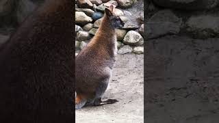 Kangaroo Listening Sound