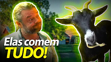 Como cuidar de uma mini cabra?