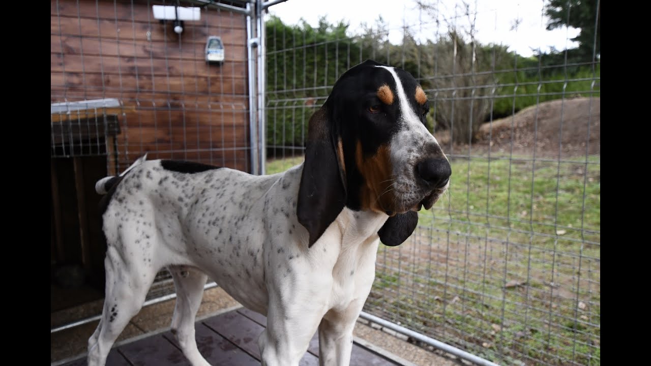 Sniper - 8 mois - Chien de pied et rapprocheur Sanglier