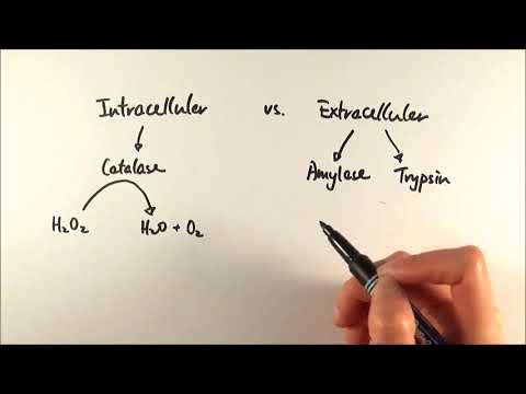 AS Biology - Intracellular vs. Extracellular enzymes (OCR A Chapter 4.1)