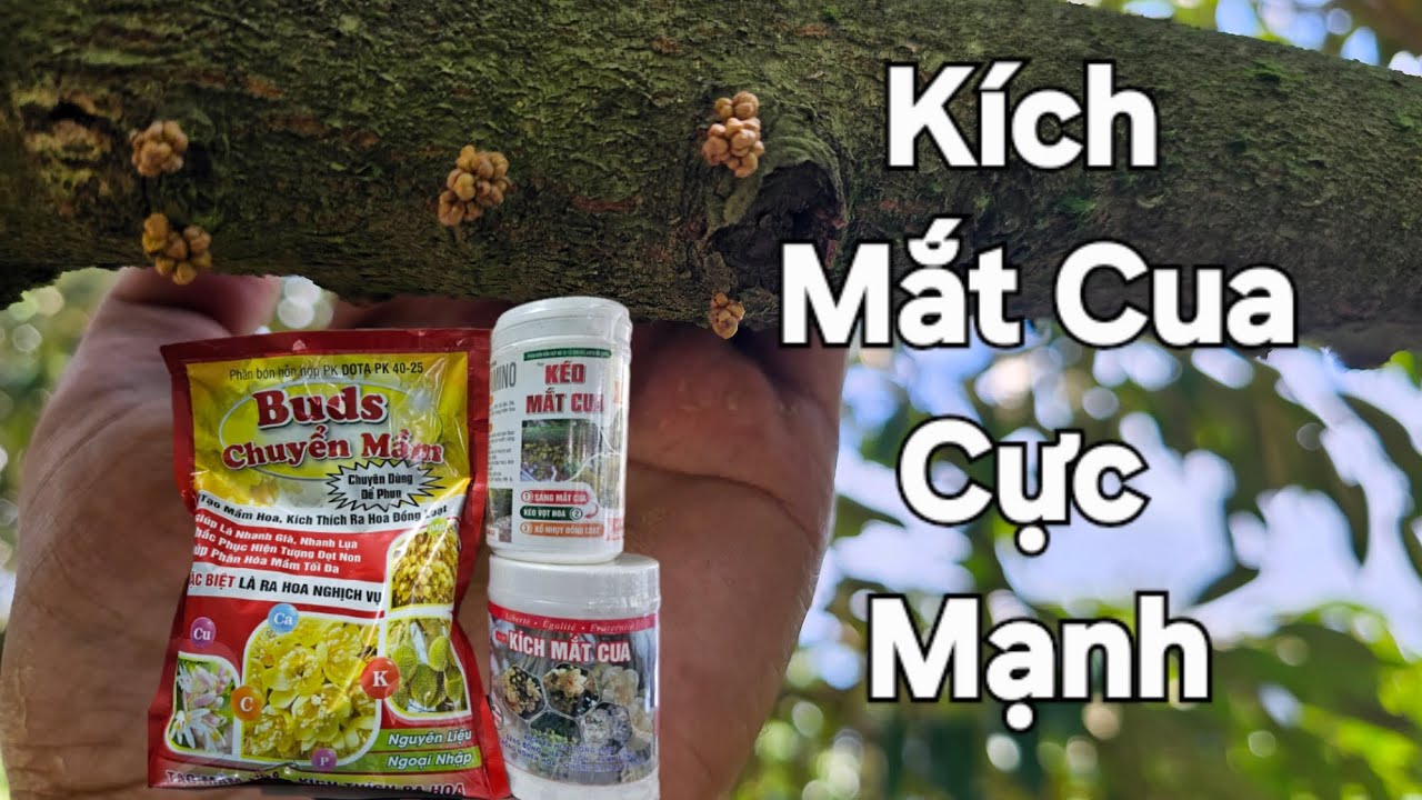 Bộ 3 Kích Mắt Cua Phá Miên Trạng Rất Hiệu Quả Đón Tiết Đầu Tháng 11 ÂL