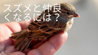 鳥を飼ってみたい人必見‼　スズメを飼いならす方法