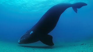Facts: The Southern Right Whale