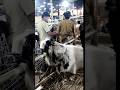 DEONAR MANDI KOTA BAKRA 130 kgv😵‍💫 PRICE 2 LAKH 🤑 😱 #deonar #deonarmandi #viral #trending #goat