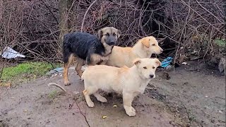 We Build Dog House for these Stray Puppies Living by the Road During the Rain Season