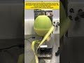 Automatic Young Coconut Peeling Machine | Smart Fruit Processing Technology