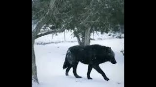 Hayatinizda Bu Kadar Büyük Kurt Gördünüz Mü ?? Kaç Kangal Yeter Bunu Kurdu Devi̇rmeye?