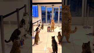cat you cheated on me 😭 #viral #shorys #cat #comedy