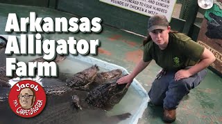 The Arkansas Alligator Farm  Featuring Kat the Alligator Whisperer