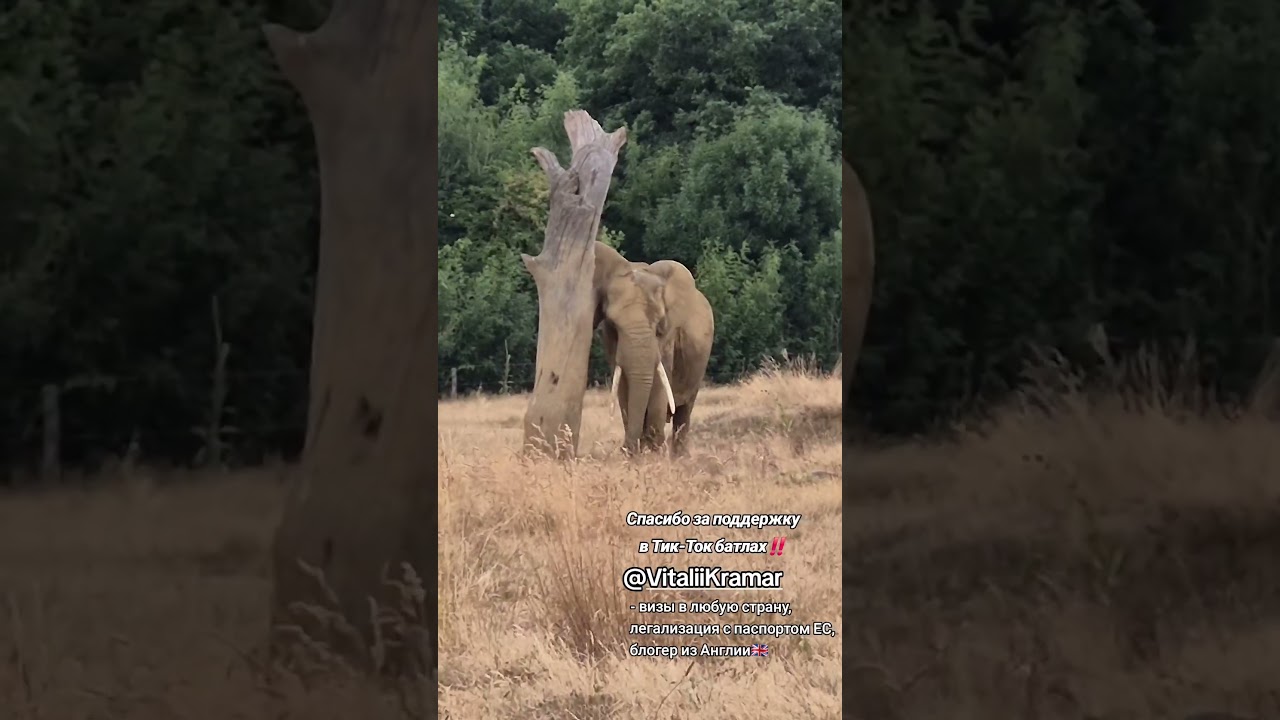 Сафари парк Planète Sauvage во Франции🇲🇫