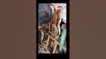 cutting down banana tree #trending #satisfying #asmr