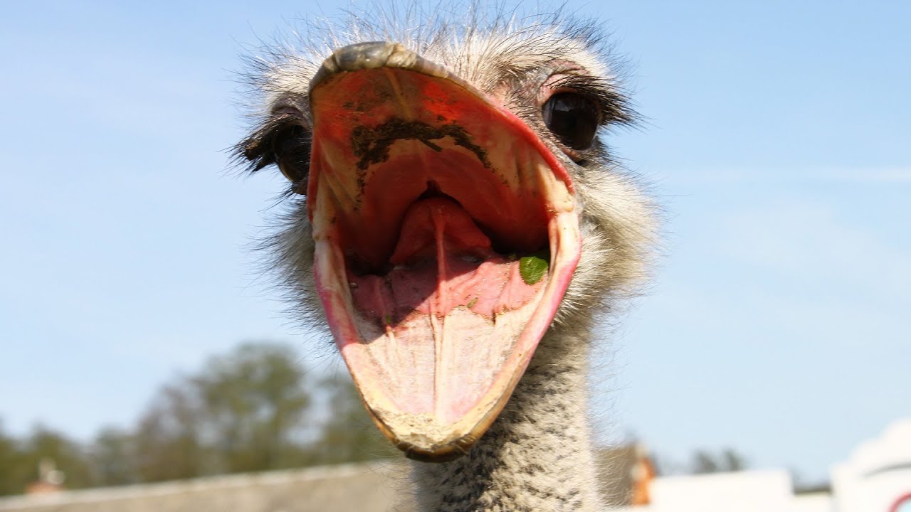 Animal Facts: 5 Things You Didn't Know About Ostriches - YouTube