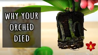 9 Reasons beginners lose Orchids - Orchid Care for Beginners screenshot 3