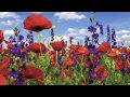 Chris de Burgh - Where Have All the Flowers Gone Remembrance Day Armistice 100 year anniversary