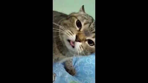 Watch the video about The funniest cat in the world #fyp #cutecat #funnycats #funny #cute #viral #funnycatlings #subscribe