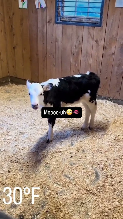 Meme vaca gay #humor #memes
