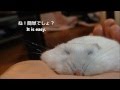 うす～いハムスターの作り方　How to make thin hamster