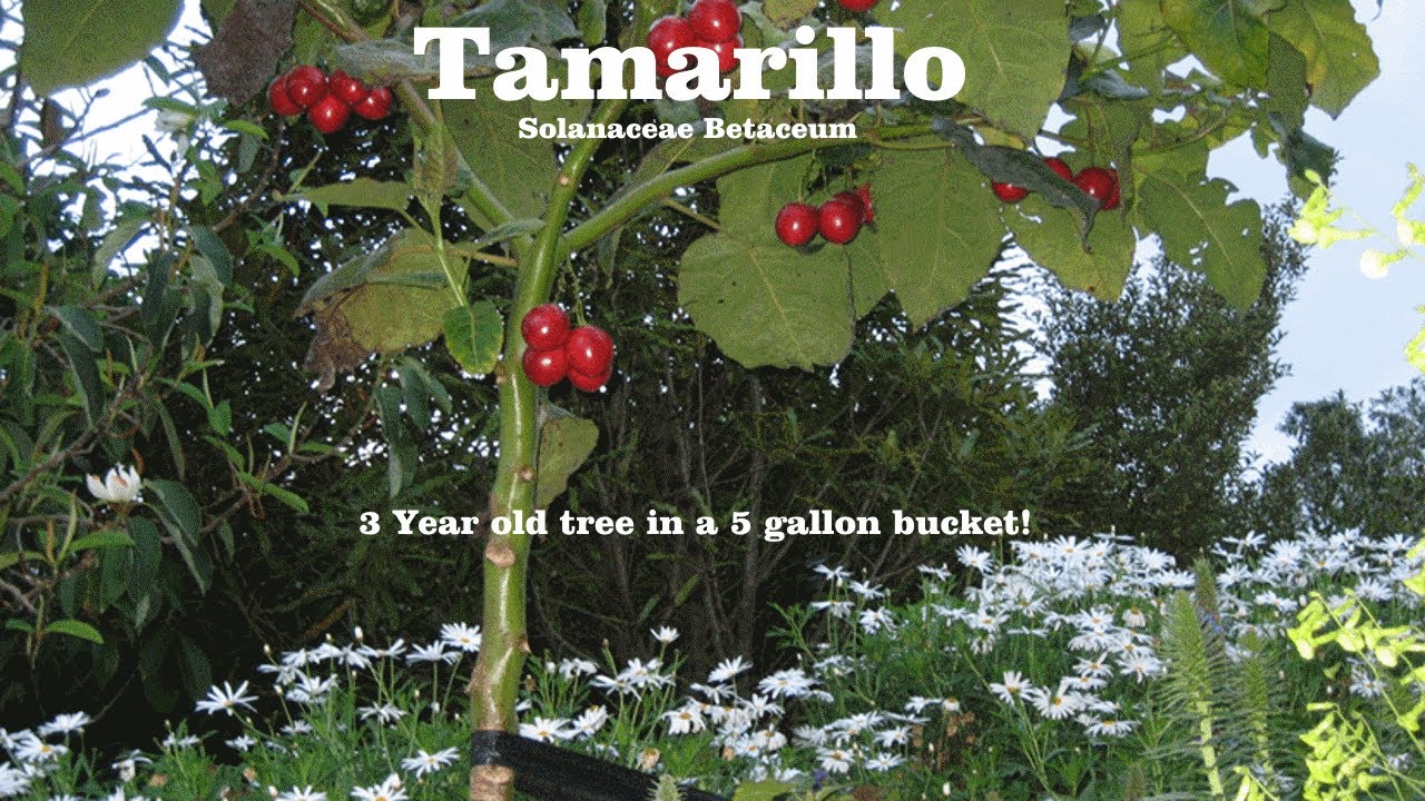 10+ seeds Heirloom Seeds! Dwarf Tamarillo Solanum abutiloides