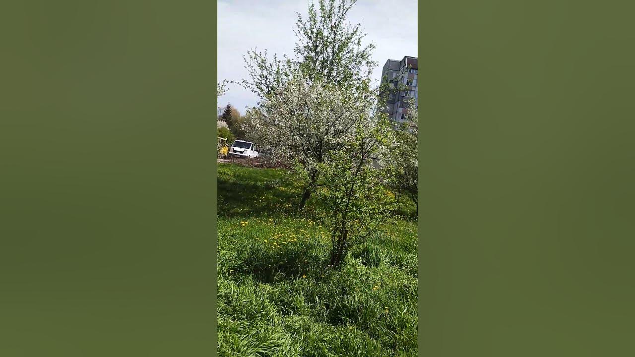 А вишні цвітуть білим цвітом.. - YouTube