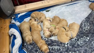 🐶❤️ Golden Retriever Puppies Day 12 &amp; Riley Update