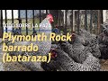 Gallinas ponedoras plymouth rock Barradas o Batarazas, características, postura, gallineros y nidos
