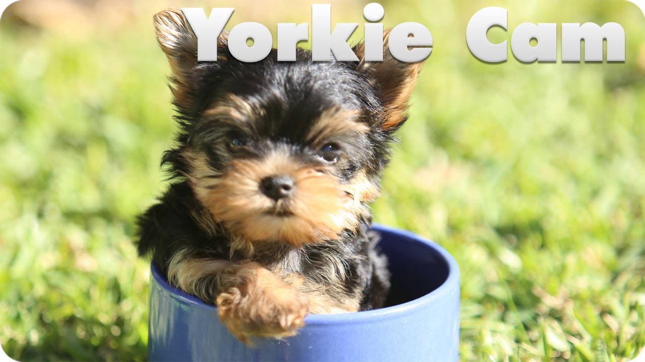 how yorkies live yorkie puppy how yorkies live yorkie puppy