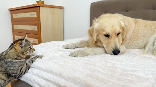 What does Cute Cat do when He Finds Sleeping Golden Retriever