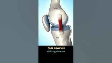 Knee Joint Movement Animation
