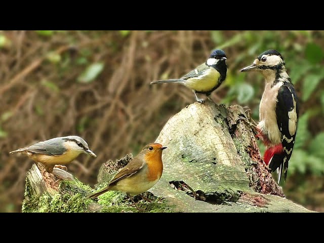 Bird Sounds Spectacular : 8 HOURS of Beautiful British Birds class=
