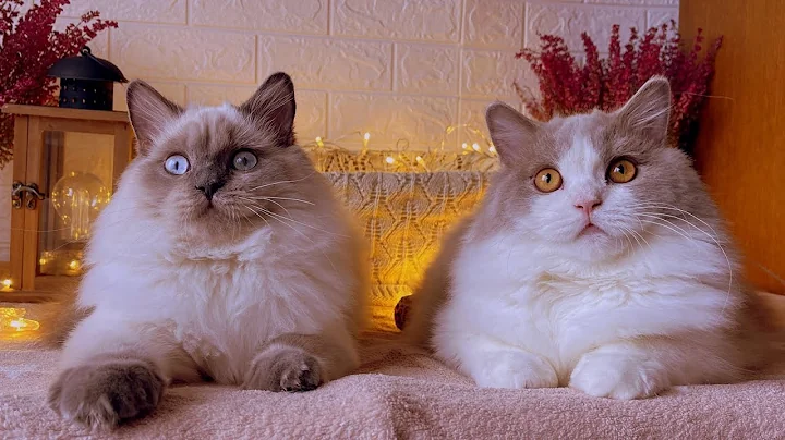 Video 780671: british longhair lilac, british longhair blue, bicolor british