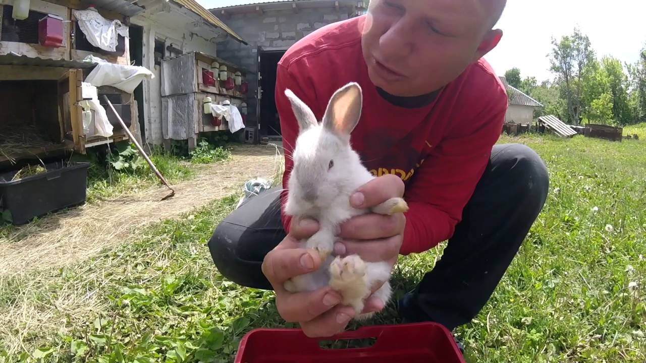 ⁣Сельская жизнь: гуси, кролики - как домашнее развлечение :). Дела огородные. VLOG! Countryside.