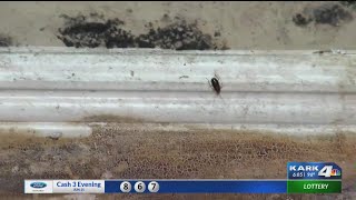 Tenants of North Little Rock apartment say they live with mold, broken utilities