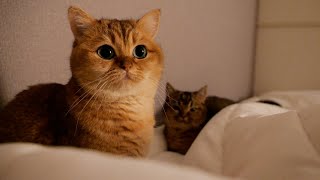 When I woke up in the middle of the night, the cats were under my pillow like this...